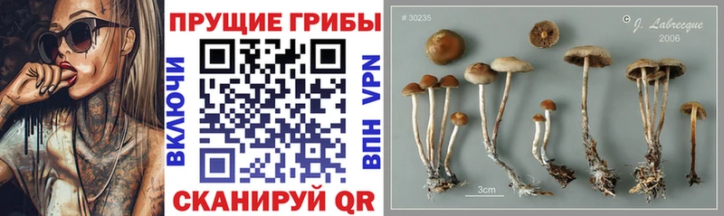 наркотики  Коммунар  Псилоцибиновые грибы мухоморы 